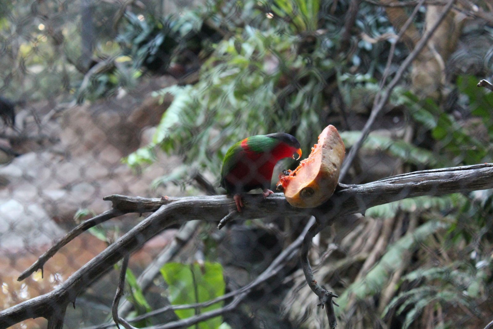 San Diego Zoo Part II 125